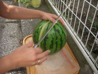家庭菜園のスイカ。さぁどうだ?