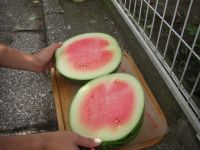 家庭菜園のスイカ。がび~ん!