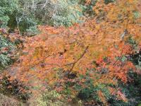 養老渓谷の紅葉 養老渓谷の紅葉