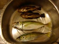 アジング釣果・メバルも
