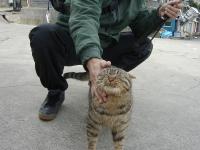 イイカンジの猫