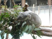 多摩動物園・コアラ