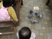 多摩動物園・ハト（笑）