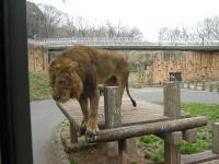 多摩動物園・ライオンバス