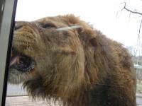多摩動物園・ライオンバス・大迫力！