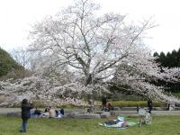 昭和の森公園・レンタルサイクル・貸し自転車