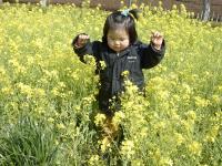 昭和の森公園・菜の花