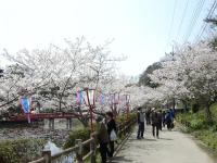 茂原公園の桜