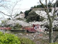 茂原公園の桜