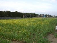 道の駅蓮沼