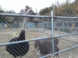 ダチョウ(笑)