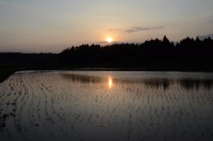 田植えの終わった田んぼ