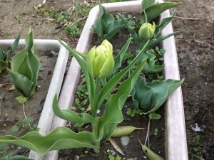 チューリップ開花目前